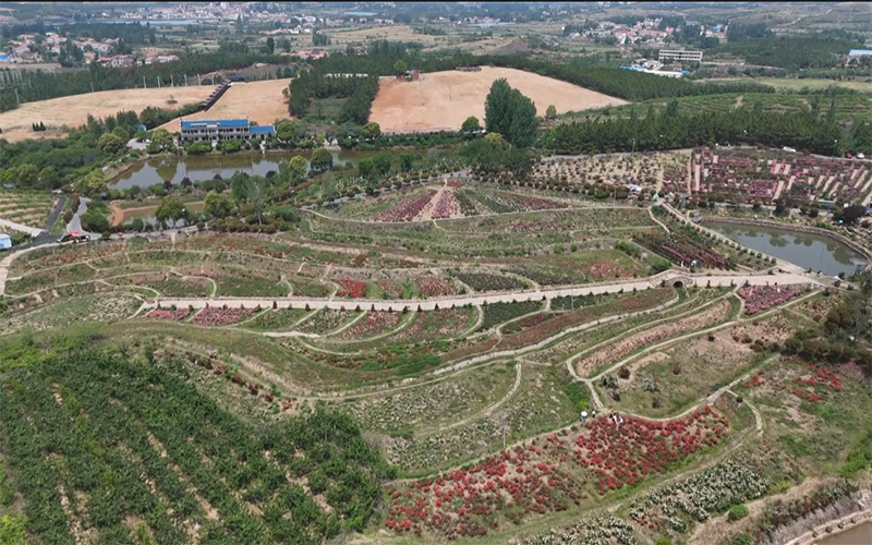 观音村连绵起伏的山坡上，梯田式的月季花竞相绽放。