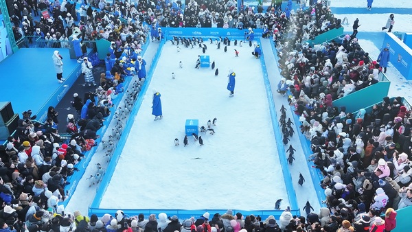 淘学企鹅冰雪巡游。