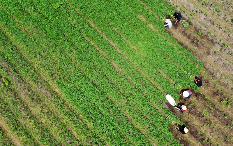 中药材规模化种植。夏正锋摄