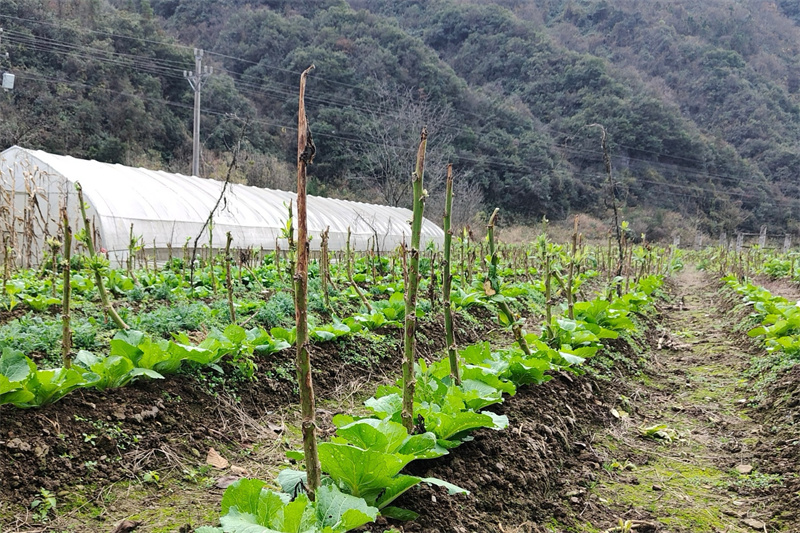 闲置烟田套种蔬菜