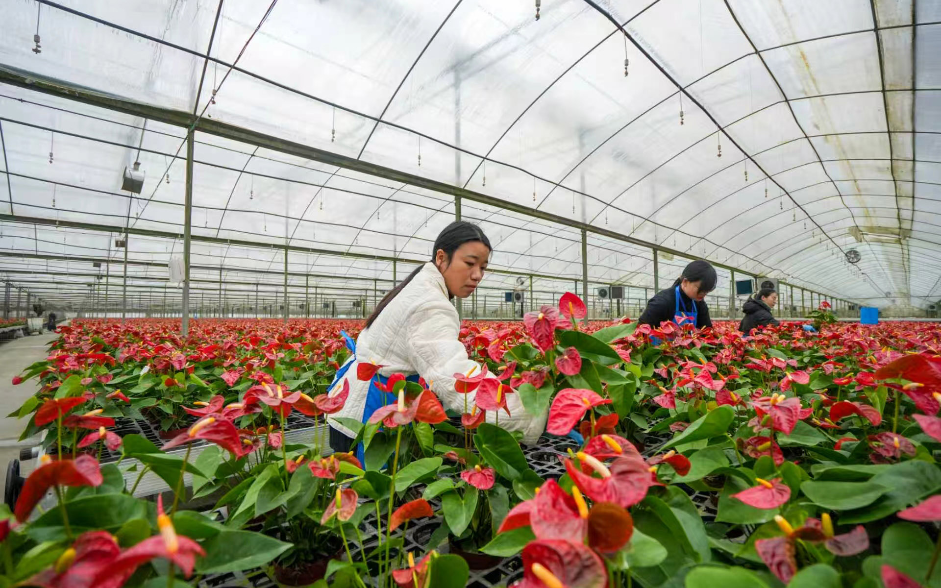 温室大棚里培育着的鲜花