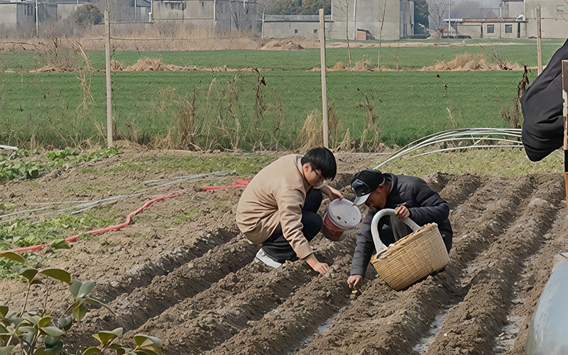 学生代欣睿陪爷爷种土豆。