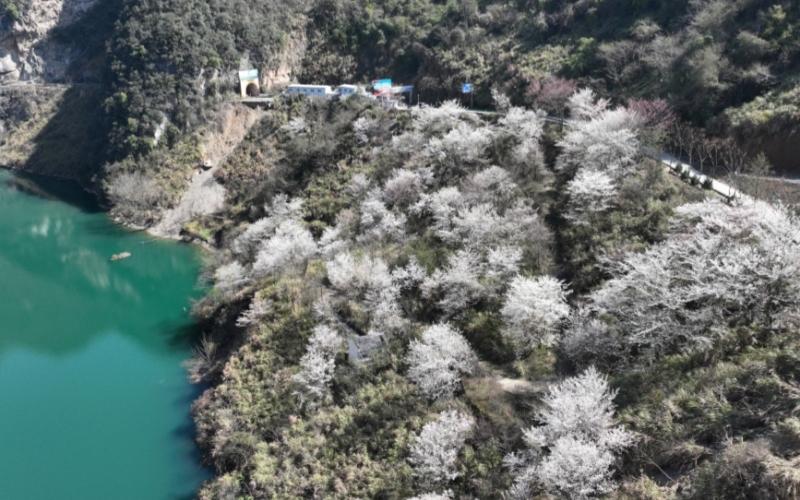 堵河源畔野桃俏。