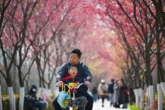 3月7日，游客在合肥滨湖国家森林公园的樱花步道打卡游玩。连日来，樱花步道上的千株樱花迎来了盛花期，吸引众多游人前往拍照打卡。本报记者 张大岗 摄