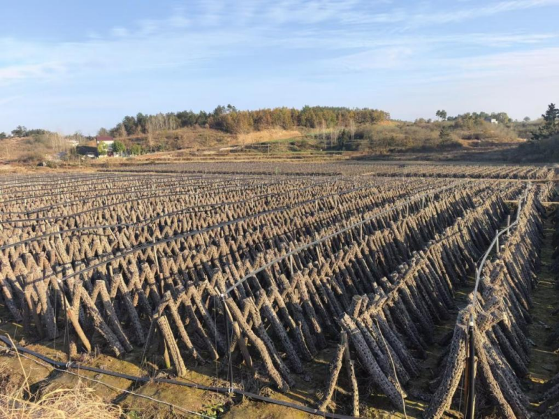 徐家垱村木耳养殖基地。