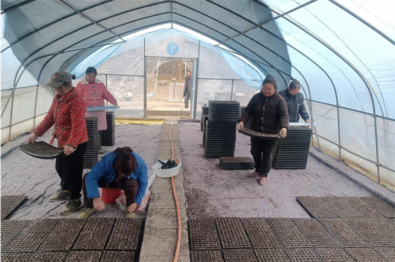 育苗现场。夏长学摄