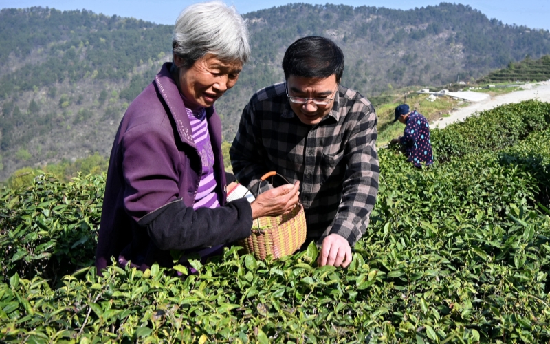 驻村工作队帮助核桃树垭村提升茶叶种植水平。