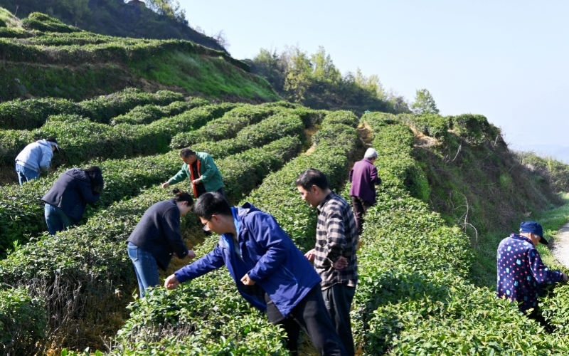 郧阳区谭家湾镇核桃树垭村村民采茶忙。