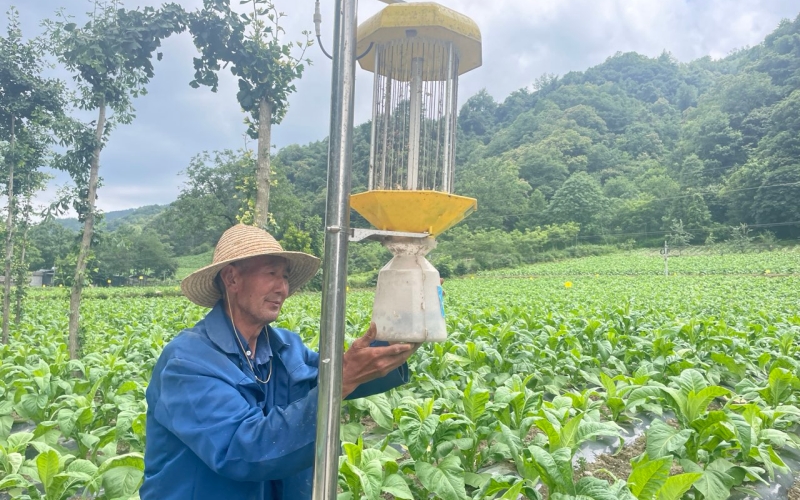 烟农正在清理集虫器。张自豪摄